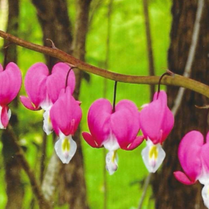 Bleeding Hearts