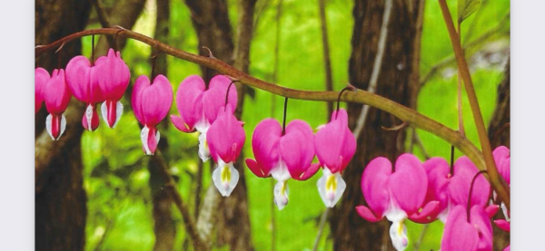 Bleeding Hearts